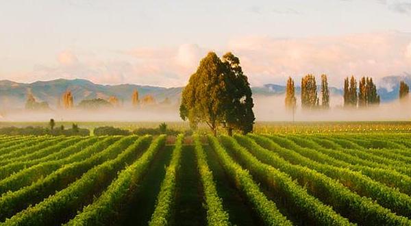 �̵㳤��˼�ľŴ󾭵����