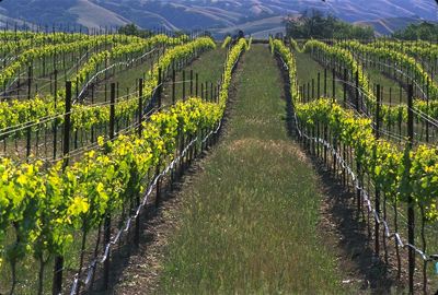 �̵㳤��˼�ľŴ󾭵����