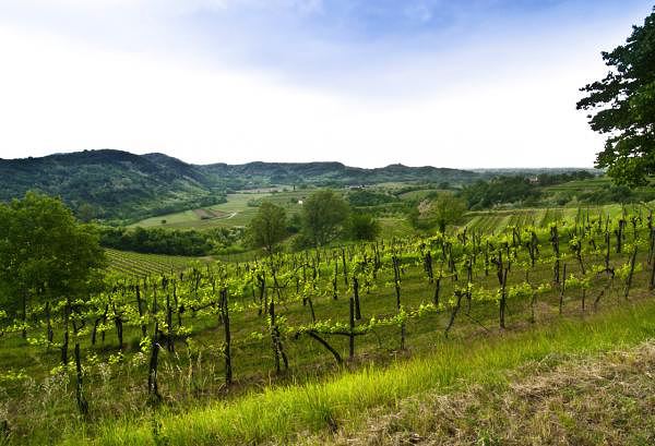 �̵㳤��˼�ľŴ󾭵����