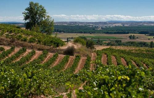 �̵㳤��˼�ľŴ󾭵����