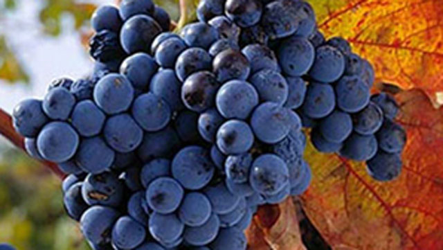 丹魄(Tempranillo).jpg 丹魄(Tempranillo).jpg