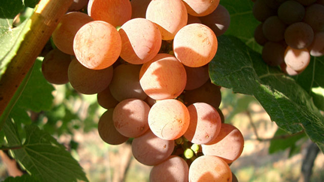 琼瑶浆(Gewurztraminer).jpg 琼瑶浆(Gewurztraminer).jpg