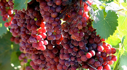 (Muscat)