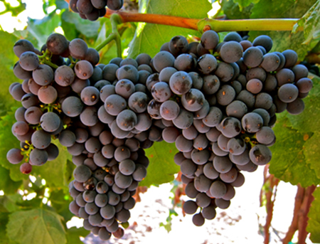 (Tannat)