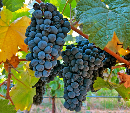 ĪҮƤŵ(Pinot Meunier)