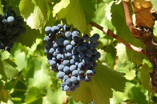(Cinsault)
