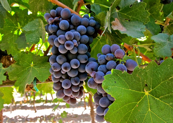 ͱ(Barbera)