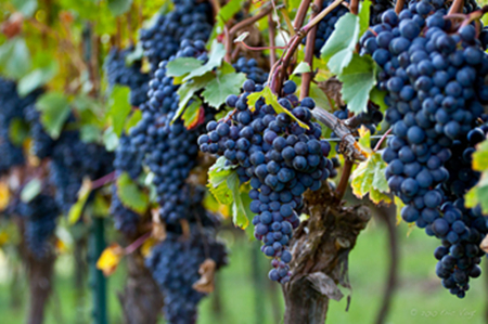 (Dolcetto)