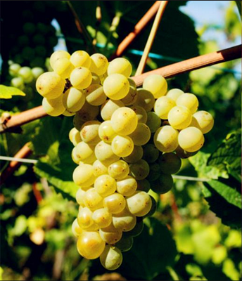 Ƥŵ(Pinot Blanc)