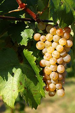 (Furmint)