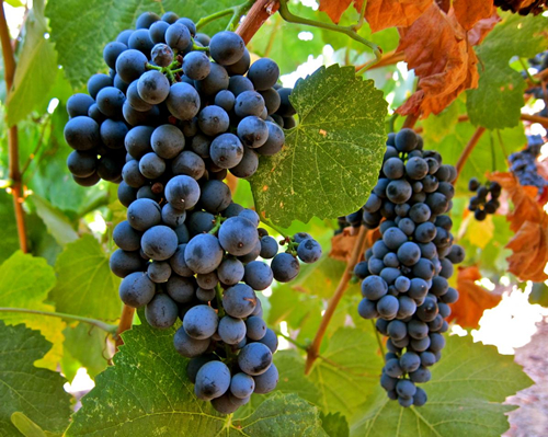 (Touriga Nacional)
