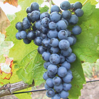 Ʒ֡ʿ(Blaufrankisch)
