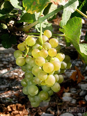 ��ɺ(Marsanne)