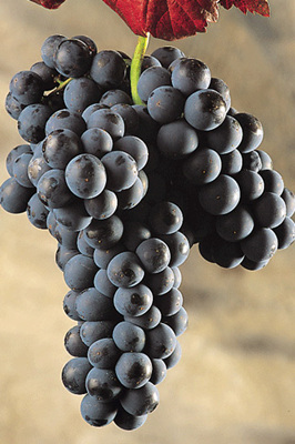 ������(Mencia)