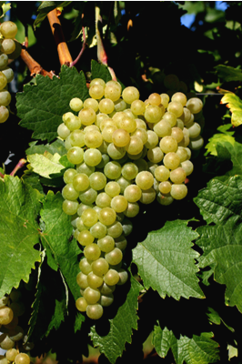 ������ŵ(Palomino)